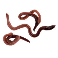Worms