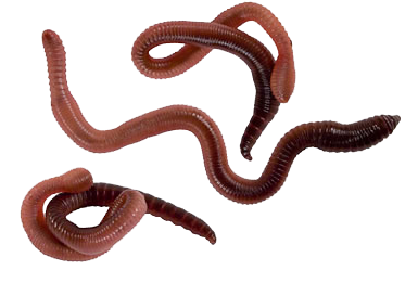 Worms Transparent PNG Image