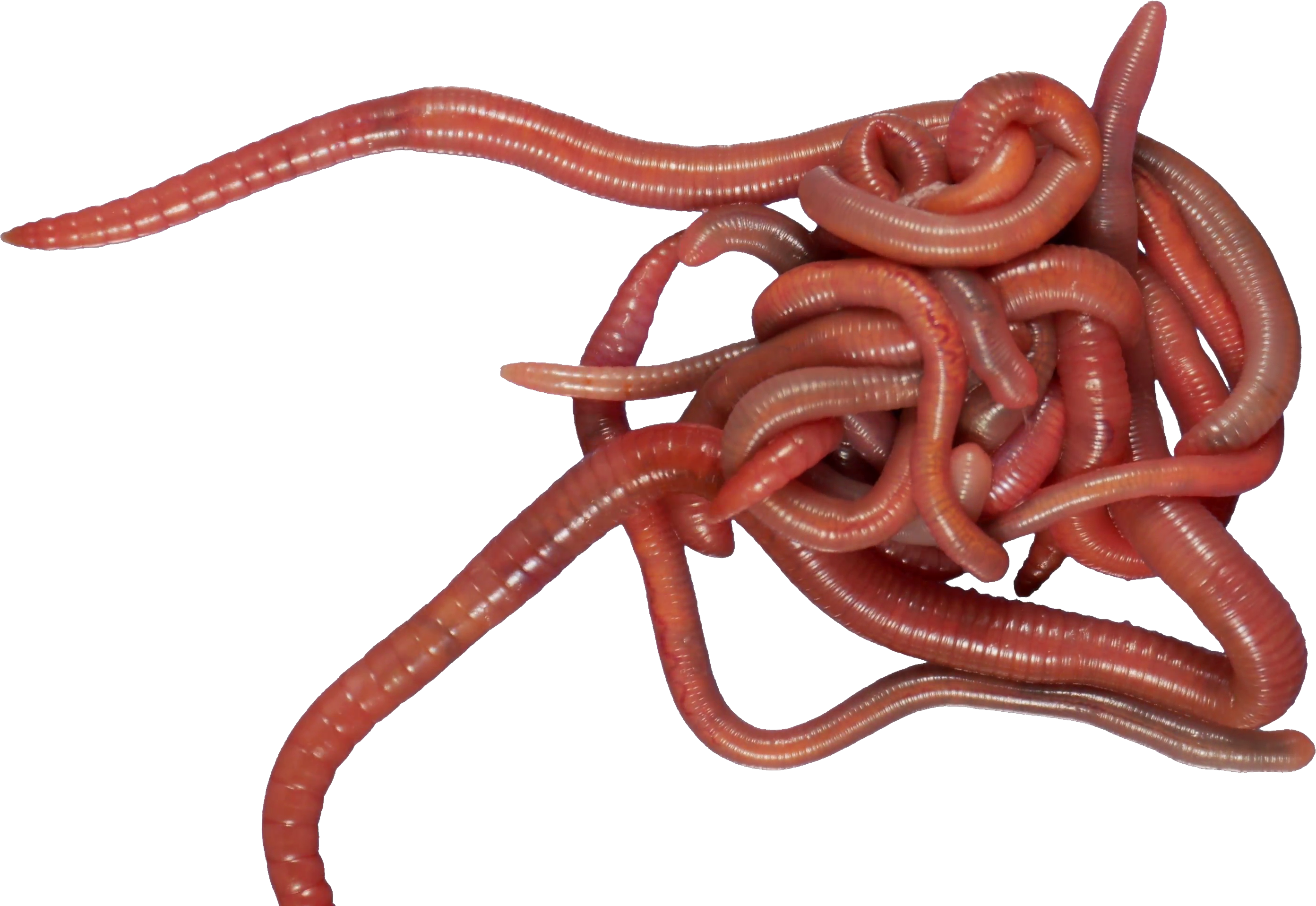 Ringed Earthworm Worm Crawling Transparent PNG Image