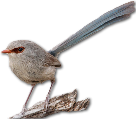Wren Transparent PNG Image