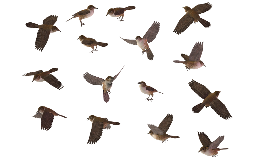 Wren Transparent PNG Image