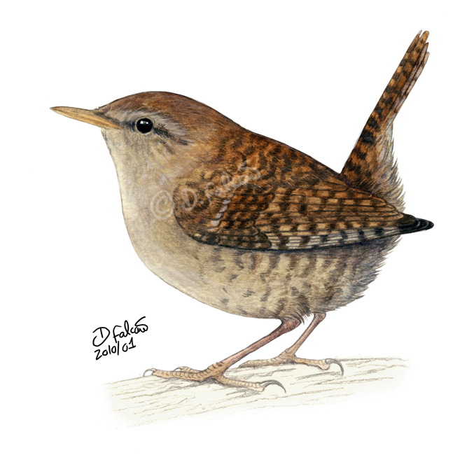 Wren Transparent PNG Image