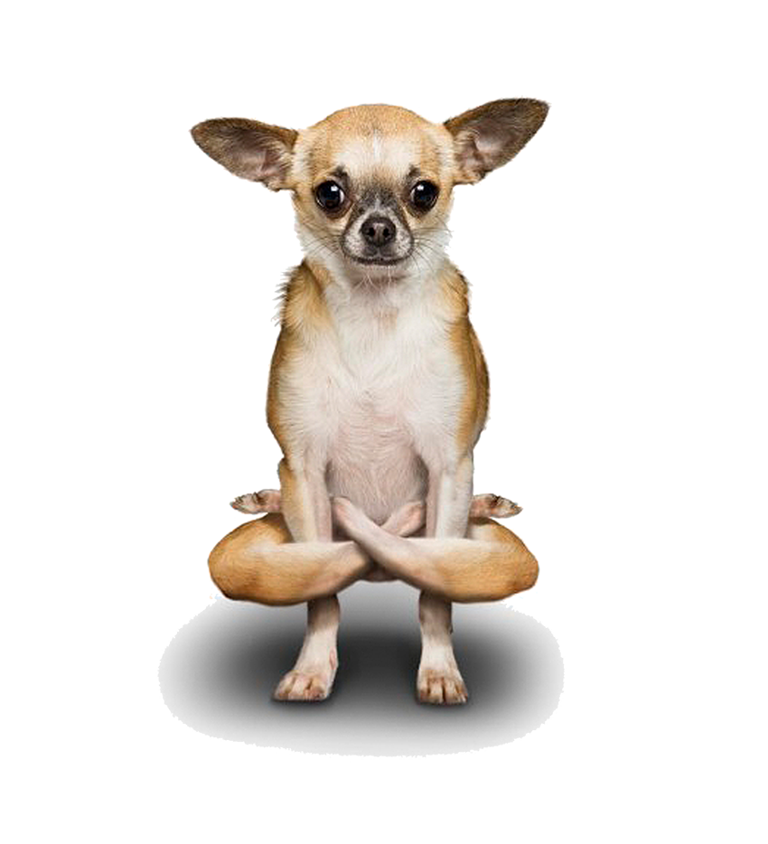 Doga Chihuahua Yoga Poodle Dogs Transparent PNG Image
