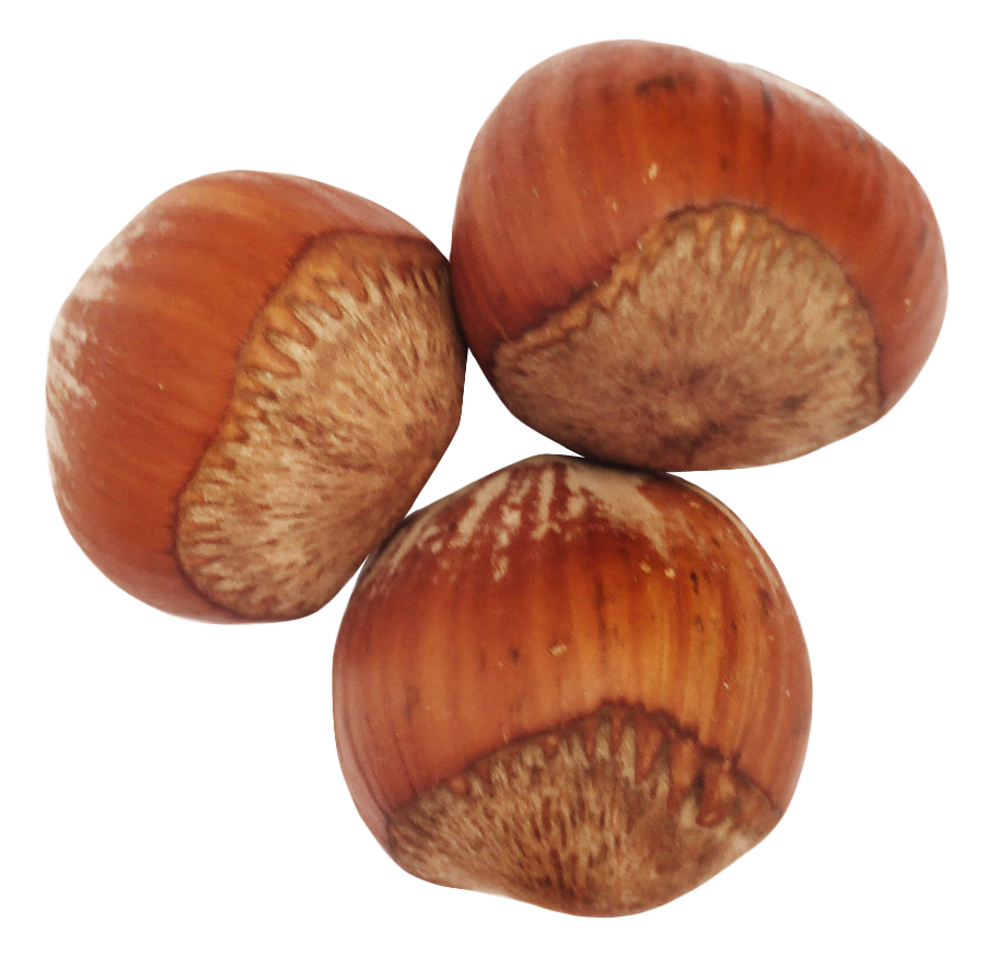 Edible Hazelnut Transparent PNG Image