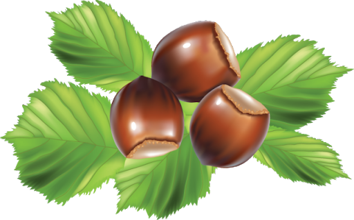 Edible Hazelnut Transparent PNG Image