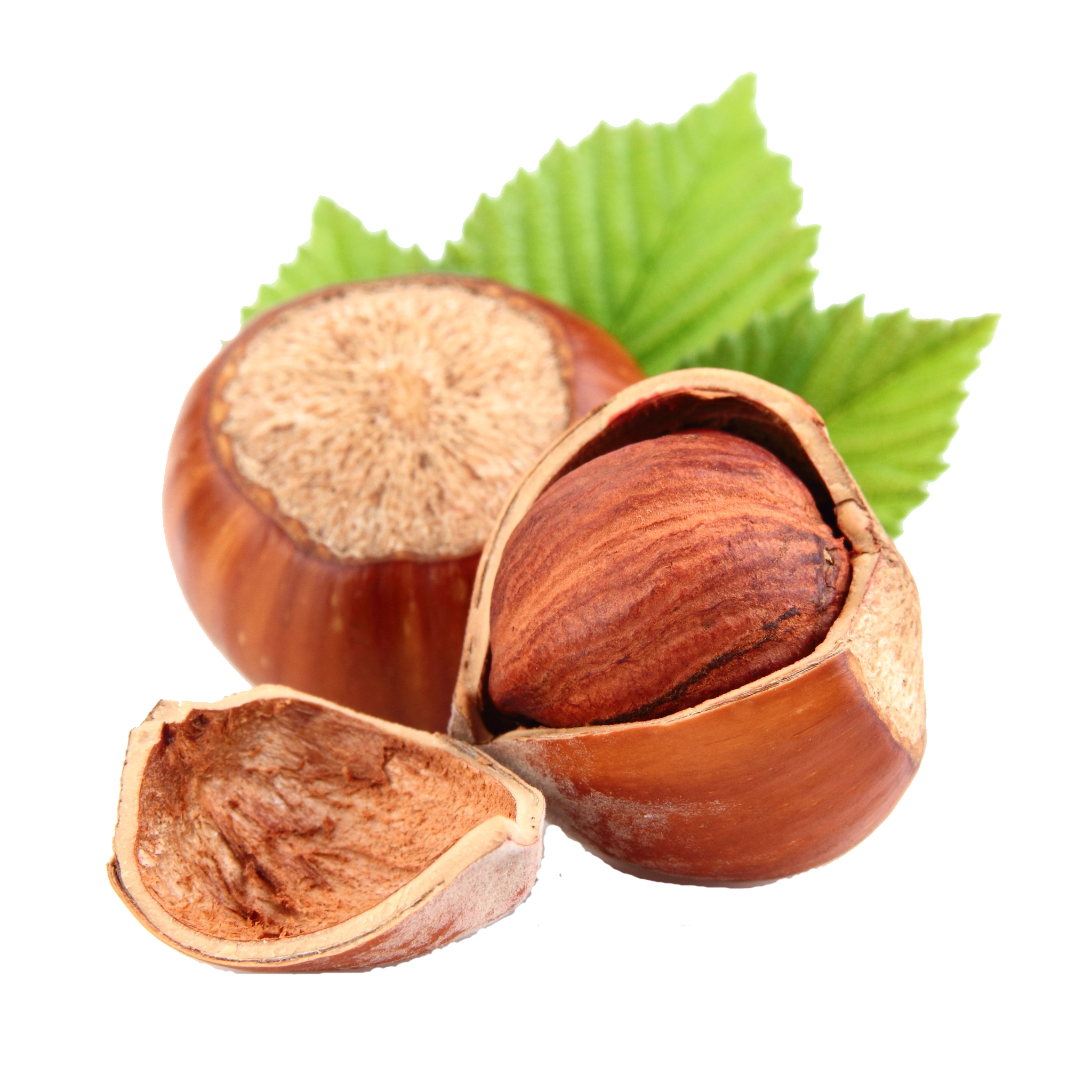 Hazelnut Transparent PNG Image