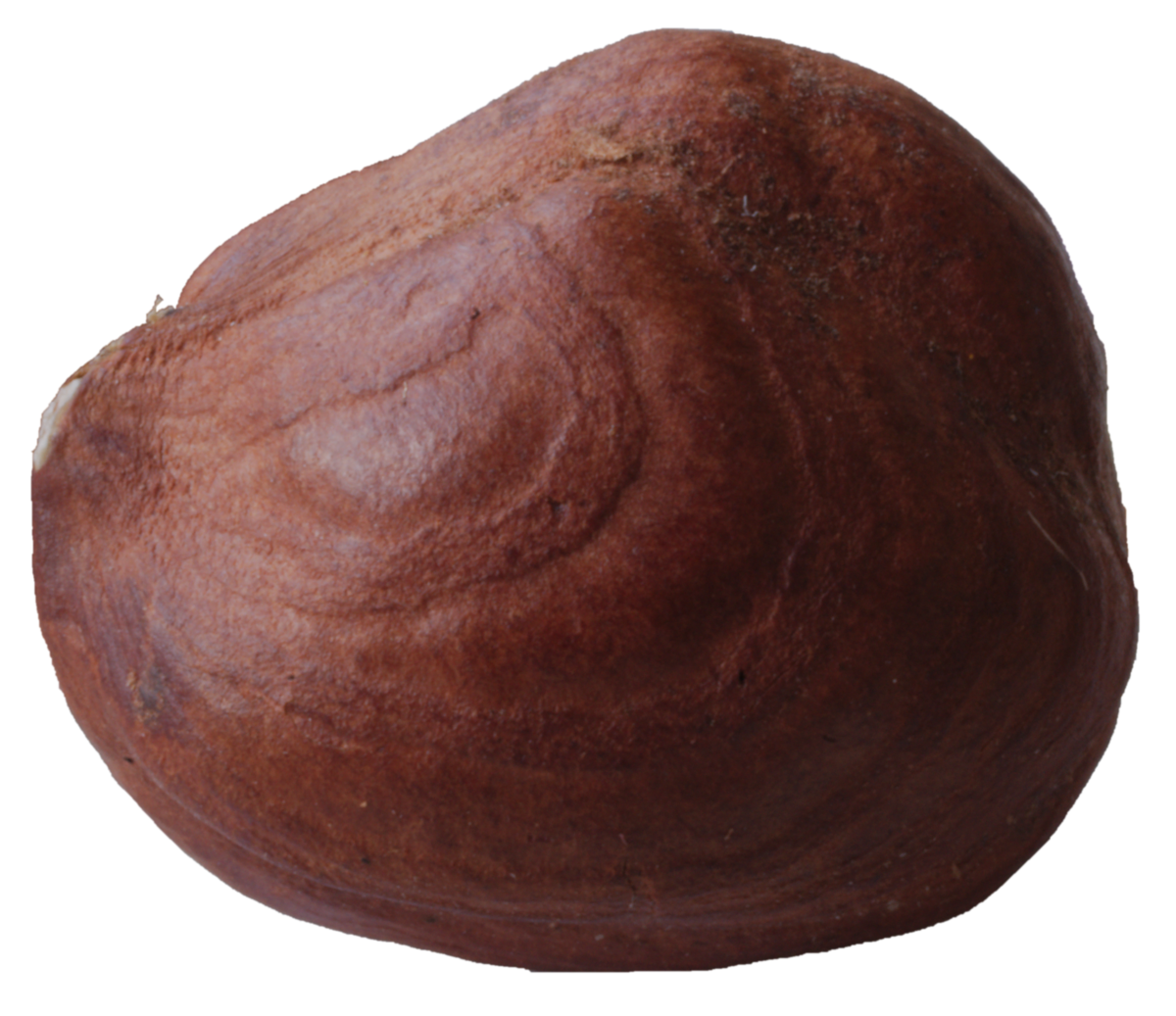 Hazelnut Transparent PNG Image