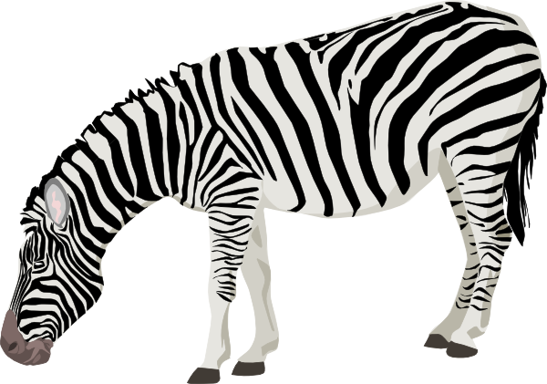 Zebra Transparent PNG Image