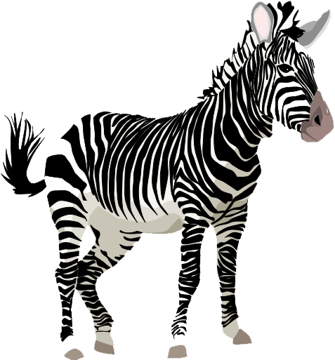 Zebra Transparent PNG Image