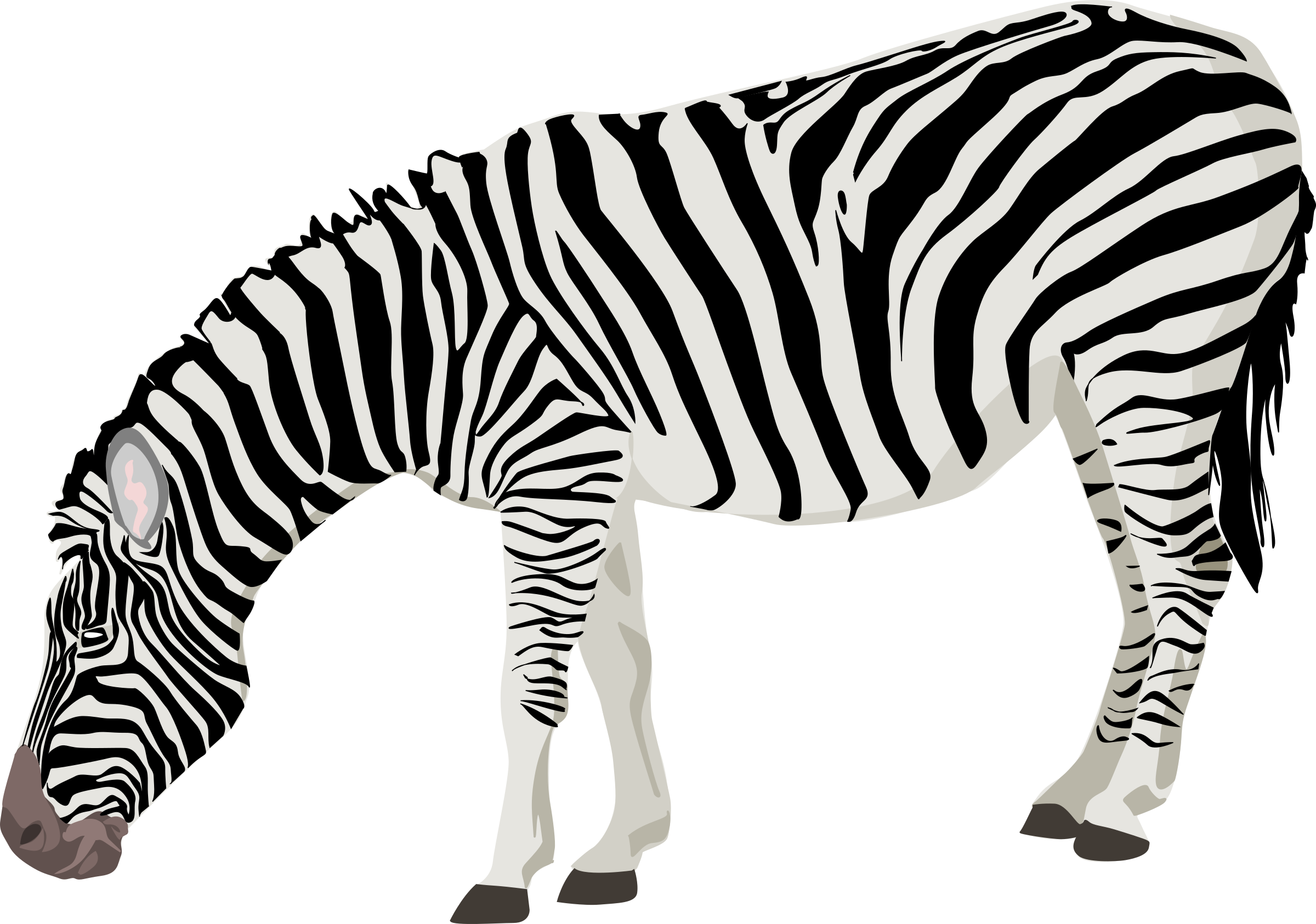Zebra Transparent PNG Image