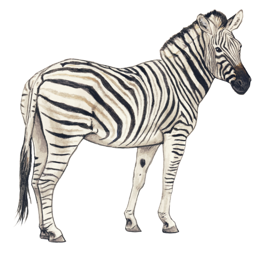 Zebra Transparent PNG Image