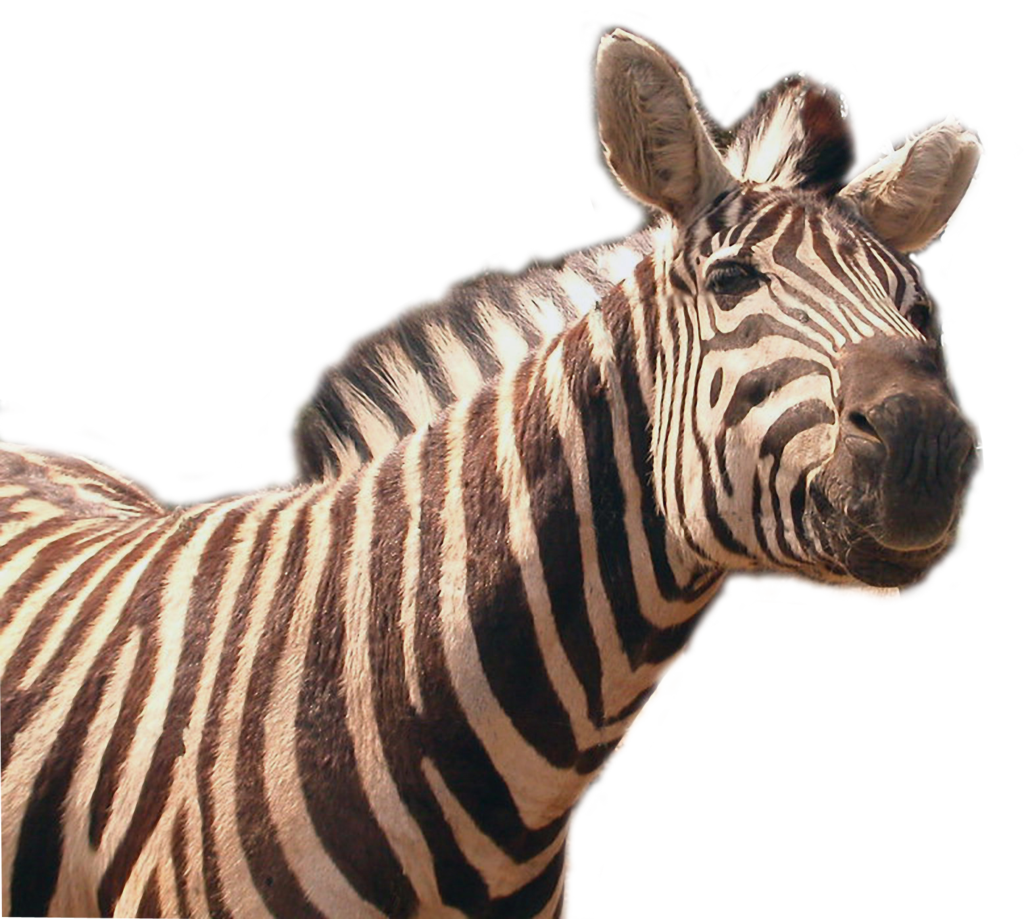 Zebra Transparent PNG Image
