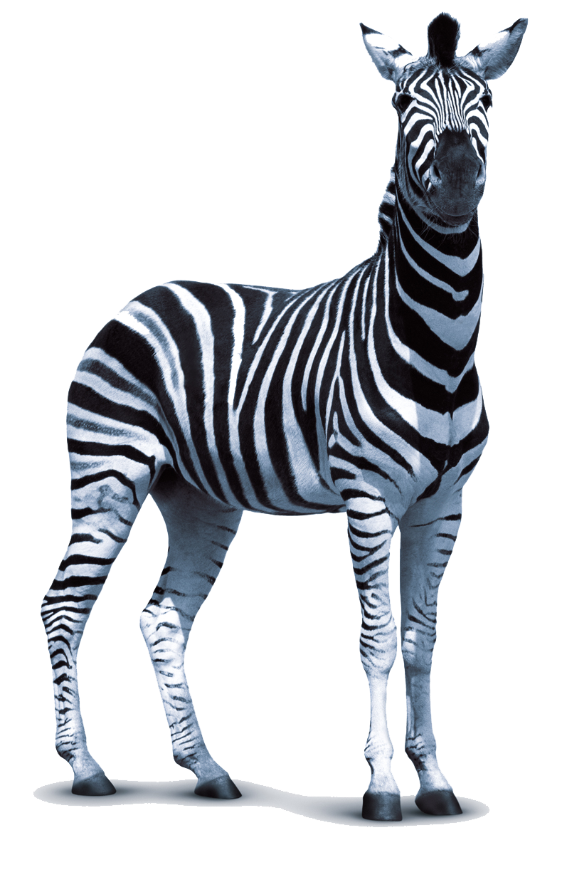 Zebra Transparent PNG Image