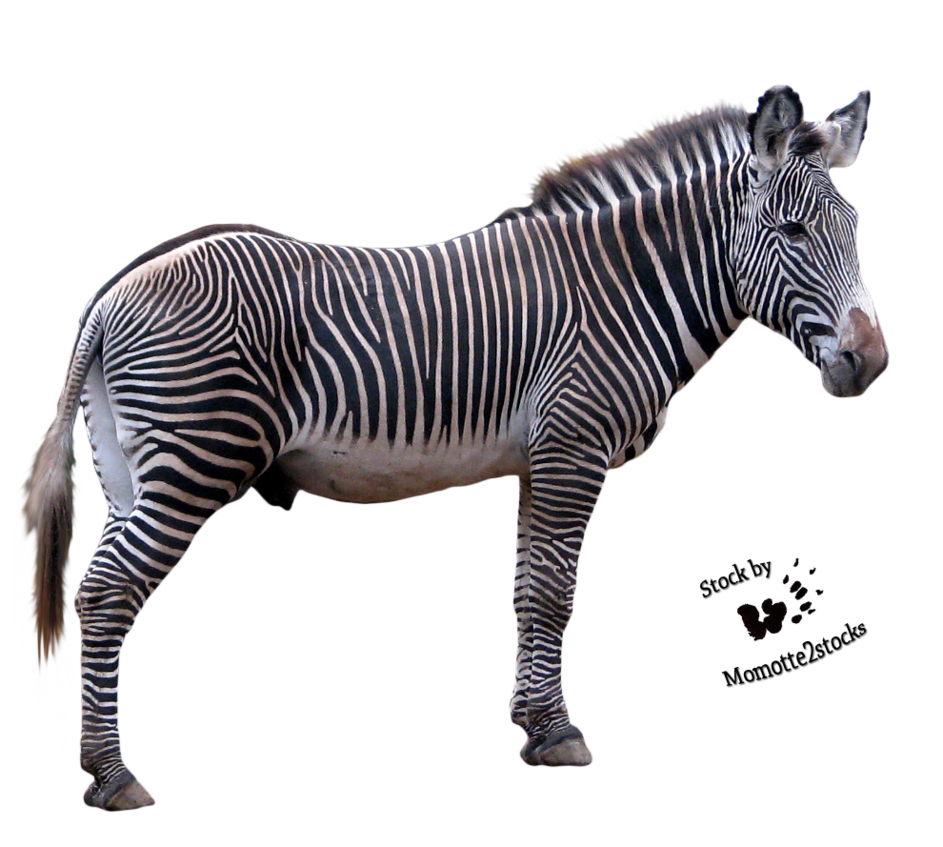 Zebra Transparent PNG Image