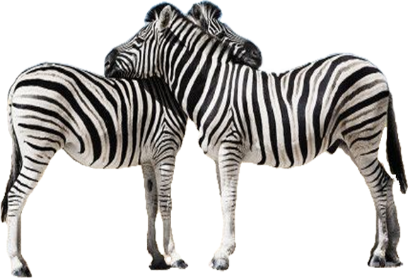 Zebra Transparent PNG Image