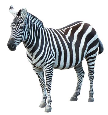 Zebra Transparent PNG Image
